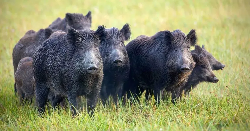 Spain Investigates Lab Leak in Swine Fever Outbreak