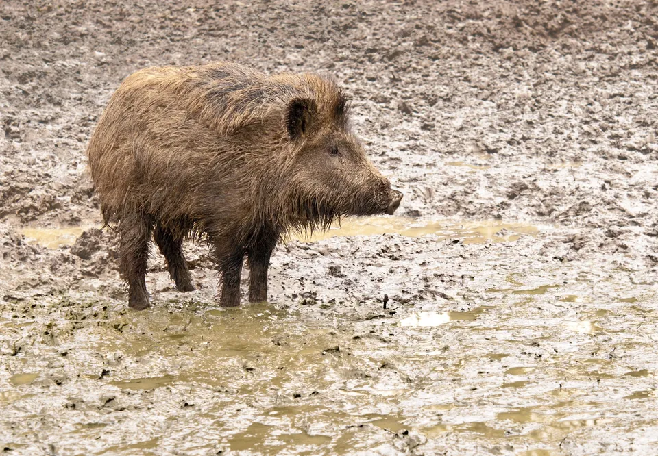 Over 100 Wild Boars Left in ASF Zone