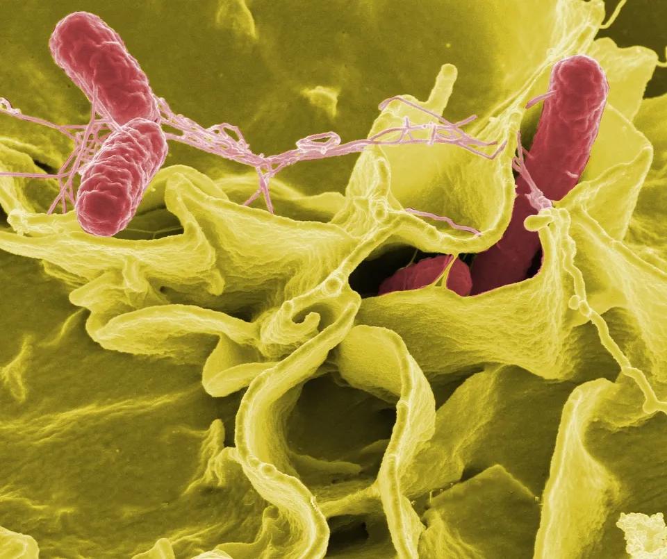 Salmonella Alert in Arkan Tahini Sold in Catalonia